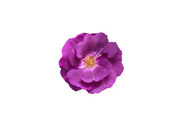 One beautiful purple rose close up on white isolated background