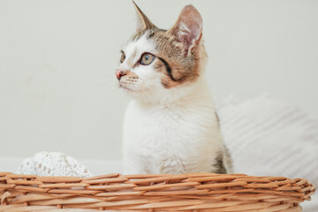 Fototapeta na wymiar White with gray stripes cat 3-4 months sits in wicker basket and looks away in surprise. Interest non-breed kitten