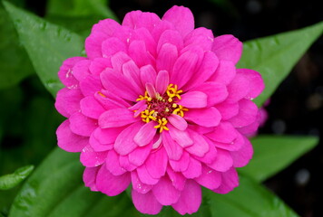 Obraz premium Close up of a bright pink color of Zinnia flower at full bloom