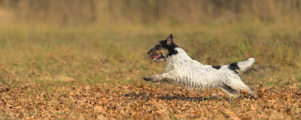 Fast small Jack Russell Terrier dog is running sideways over a leaves meadow in autumn