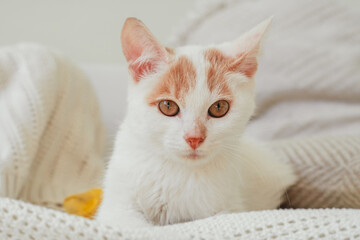 White and ginger cat 3-4 months lies on light blanket. Kitten with foot, bandaged with yellow bandage