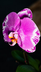 pink orchid flower