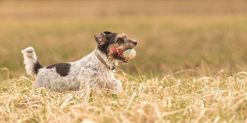 in autums, a cute little Jack Russell Terrier dog running fast and with joy across a meadow with a grid ball in his mouth.