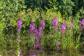 Natural, wild Fireweed Plants seen in northern Canada, during summertime.