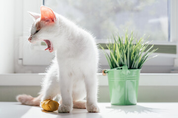 White and ginger cat 3-4 months sits near window and yawns. Kitten with foot with yellow bandage in...