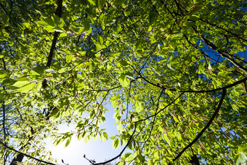green poplars in the spring season in the forest