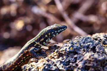 Close up of the filfola lizard or Maltese wall lizard on the lava stone