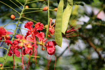Close-up view of the Caesalpinia pulcherrima pods and flowers.