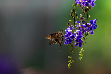 Mariposa