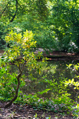 green forest in the morning