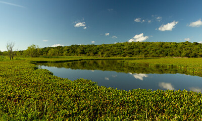 Panorama view of the lake and vegetation in Pre Delta national park. The Eichornia azurea aquatic...