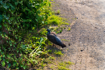 Pigeon on the ground