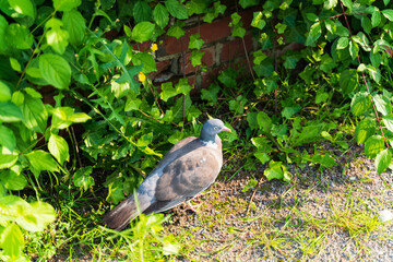 Pigeon next to old brick wall