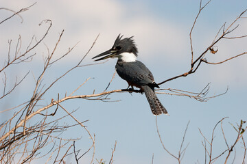 Ein Ringed Kingfisher sitzt auf einem trockenen Ast im Pantanal in Brasilien.