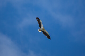White-bellied sea eagle flying in the air.