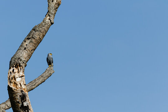 Ein Graufalke sitzt auf auf einem kahlen Ast vor blauem Himmel.