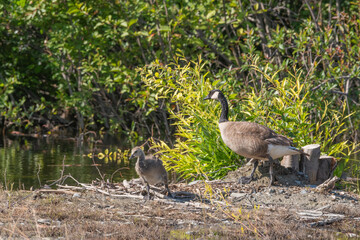 Adult Canada Geese with small, baby young seen in summer time with green, natural background. 