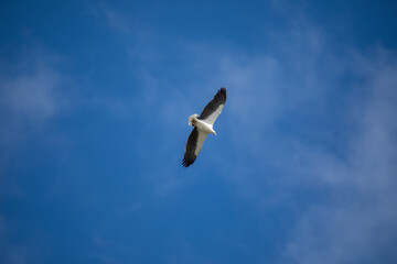 White-bellied sea eagle flying in the air.