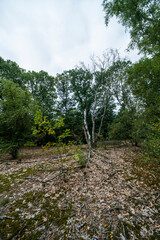 Forest landscape near Gennep, the Netherlands