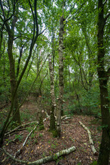 Forest landscape near Gennep, the Netherlands
