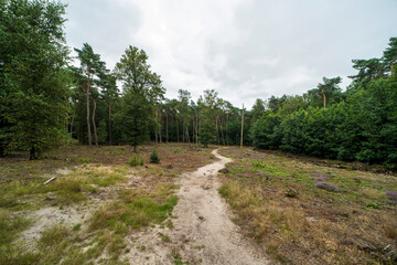 Fototapeta premium Forest landscape near Gennep, the Netherlands