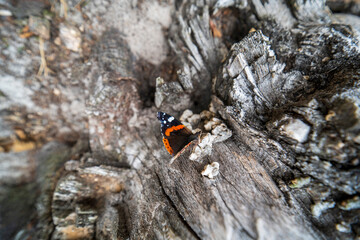 A butterfly on a tree trunk