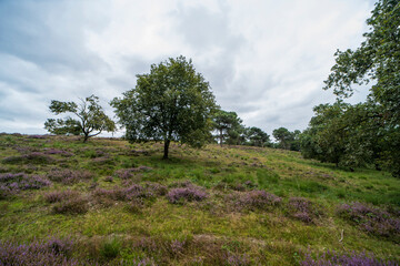 Heather landscape of the national park De Maasduinen