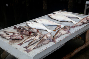 Pacific Lingcod and Halibut sit on a filleting table in Winter Harbour, British-Columbia, after a...