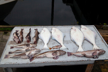 Pacific Lingcod and Halibut sit on a filleting table in Winter Harbour, British-Columbia, after a...