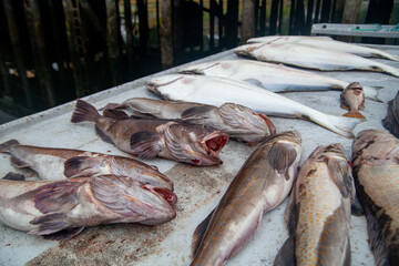 Pacific Lingcod and Halibut sit on a filleting table in Winter Harbour, British-Columbia, after a...