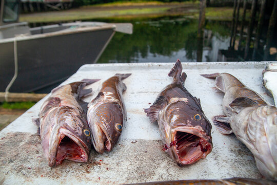 Pacific Ling cod sit on a filleting table in Winter Harbour, British-Columbia, after a day long fishing charter on the Pacific Ocean