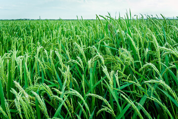 Rice cultivation with ripe ears ready for harvest.