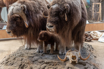 Taxidermied muskox family with young calf and two adults seen in a museum in Canada. 