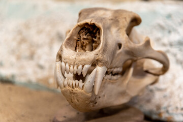 Skull of a grizzly bear close up with blurred background. 