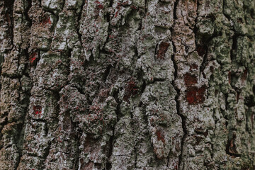Tree bark texture background. Close-up shot of a tree trunk