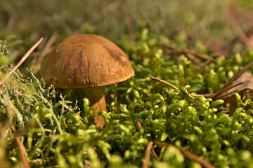 Mushroom season in the forest. Autumn mushrooming.