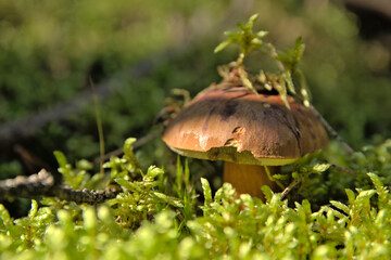 Mushroom season in the forest. Autumn mushrooming.