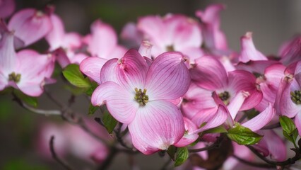 Dogwood Blooms