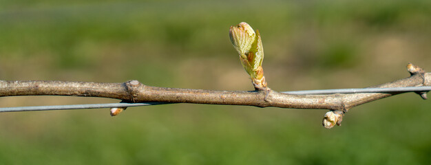 budburst in the vineyard