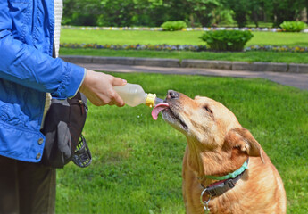 elderly dog drinks water from a bottle