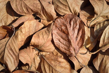 Brown poplar leaves. Close-up of fallen leaves.