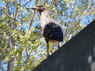 Portrait of a Big Bird