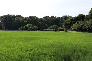 田園風景