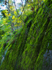 Beautiful autumn mountain landscape. Mountain nature park, rocks covered with moss. Green moss on rocky hill