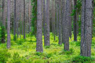 Beautiful green coniferous forest with thick moss on the floor, juniper, wild rosemary heather and blueberry. Coniferous forest vibrant in sunlight - 456449225