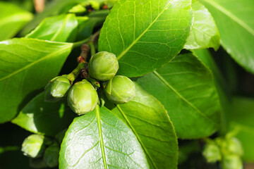 Buds of pink flowering evergreen plant Camellia sinensis, Theaceae