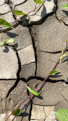 Cracked clay soil with growing weeds