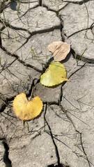 Dried leaves on cracked clay soil