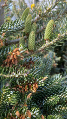 Korean fir in early Spring