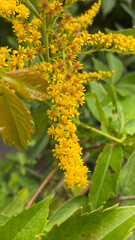 Flowering goldenrod in Summer